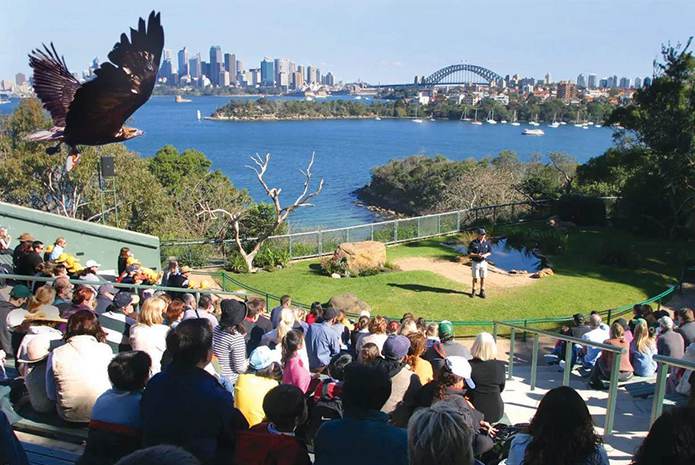 悉尼塔龙加动物园飞鸟表演