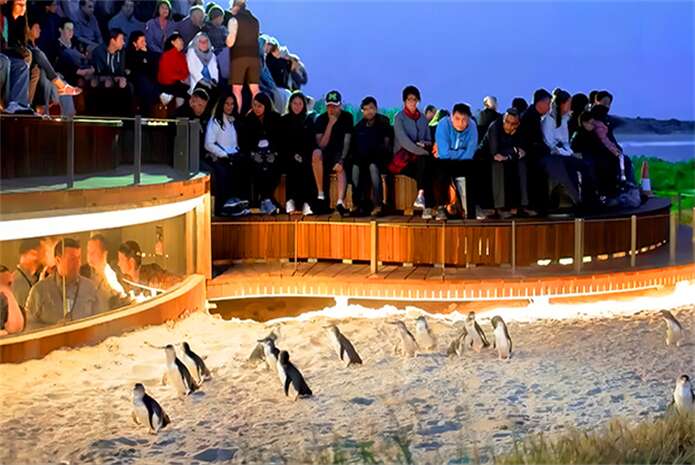 澳大利亚墨尔本2日游·菲利普岛+企鹅归巢+大洋路+十二门徒