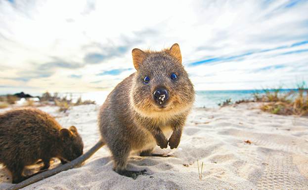 澳大利亚西澳珀斯1日游·【微笑袋鼠】弗里曼特尔小镇+老鼠岛（自由行）