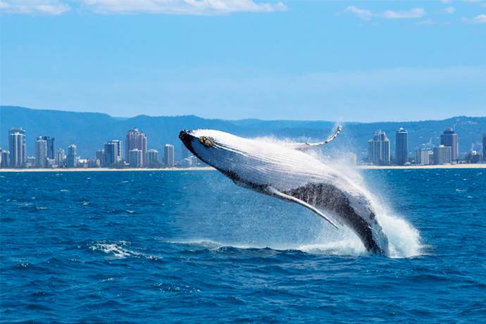 昆士兰观鲸季鲸鱼在海面翻腾