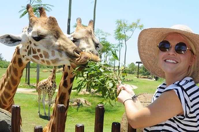 阳光海岸澳大利亚动物园里有很多特有的动物几只有趣的长颈鹿就安家于此