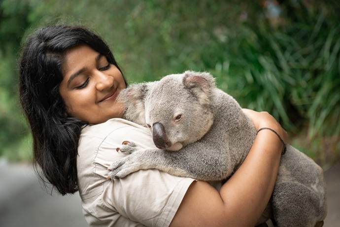 阳光海岸澳大利亚动物园里抱考拉