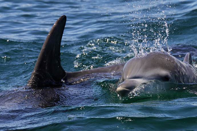 悉尼杰维斯湾海豚嬉戏